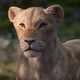 Beyonce’s Nala gets a chance to sing in a new clip from The Lion King.